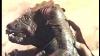 Star Wars Vintage Palitoy Commercial Rancor Monster